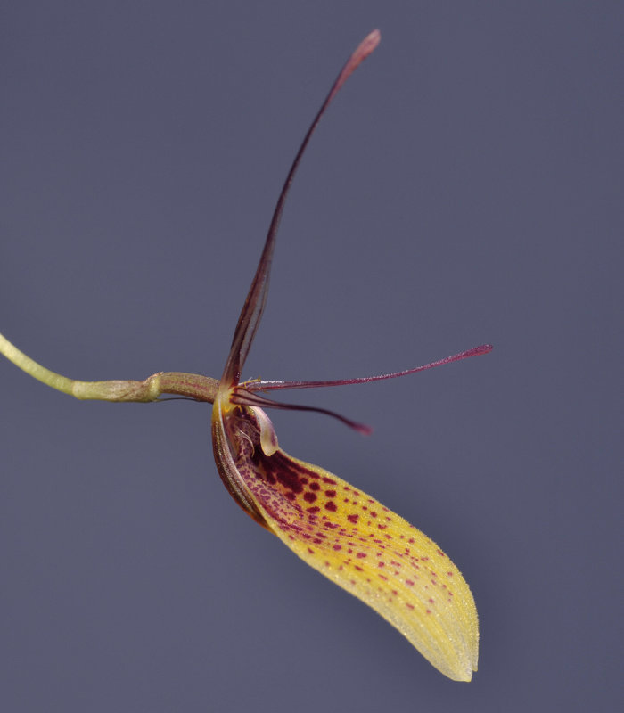 Restrepia elegans. Close-up side.