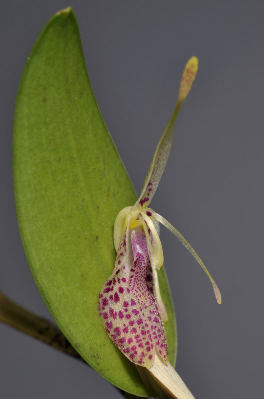 Restrepia muscifera