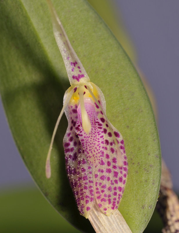 Restrepia muscifera. Close-up.