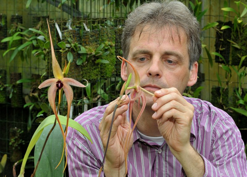 Simon pollinating Bulbophyllum echinolabium