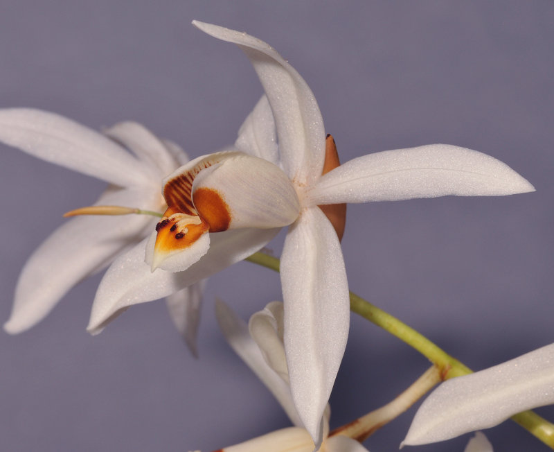 Coelogyne hirtella. Close-up side. 
