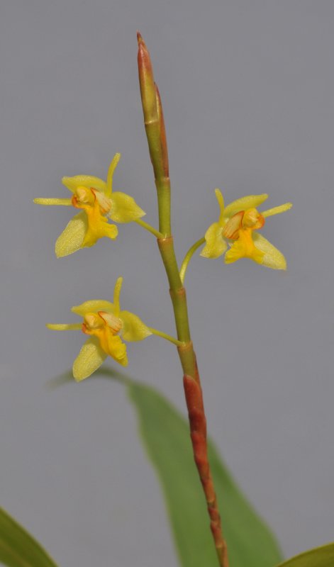 Coelogyne prolifera. Closer.