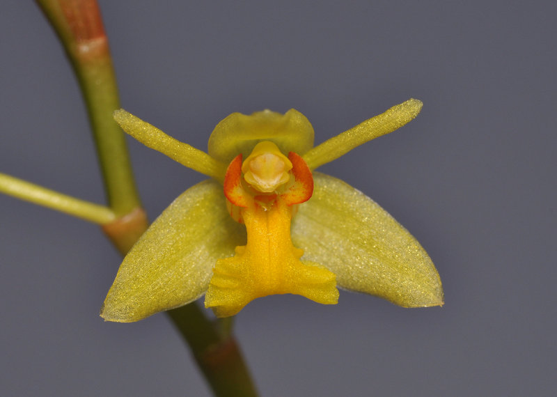 Coelogyne prolifera. Close-up.