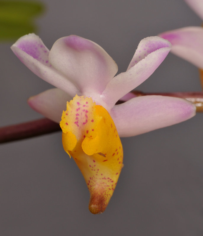 Aerides odoratum. Closer-up. 