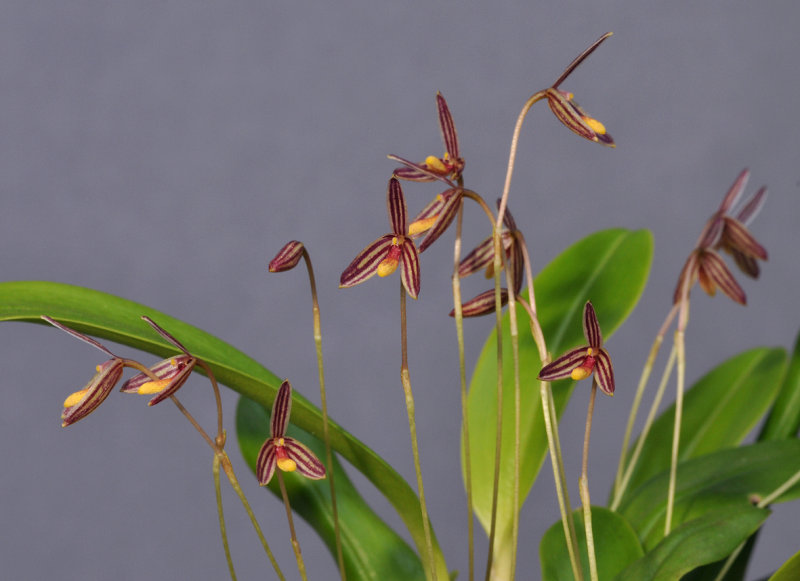 Bulbophyllum sp. Closer. 