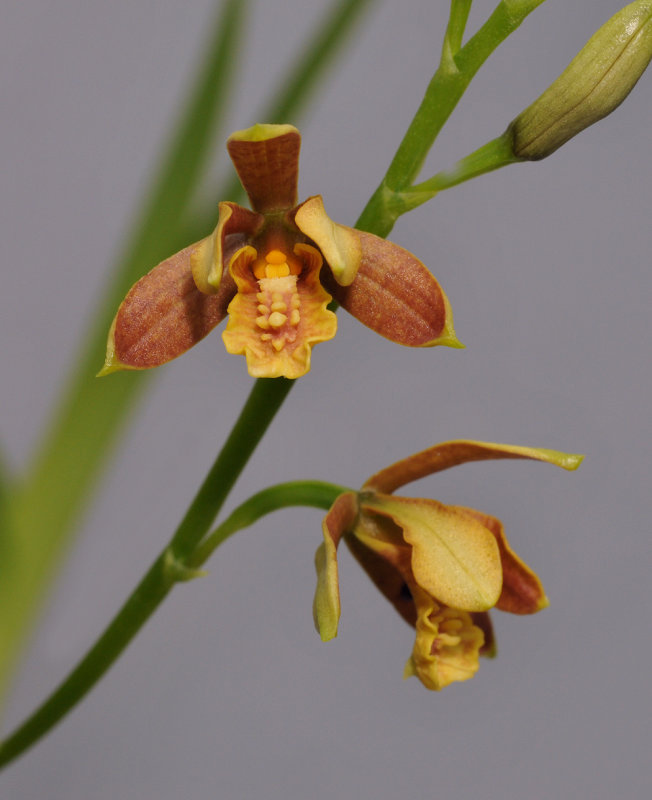 Prosthechea livida. Closer.