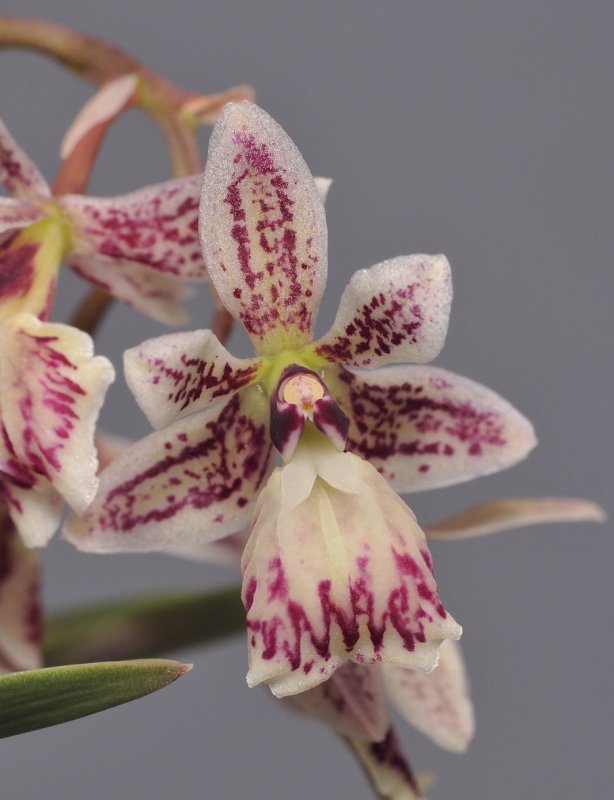 Epidendrum marmoratum. Close-up.