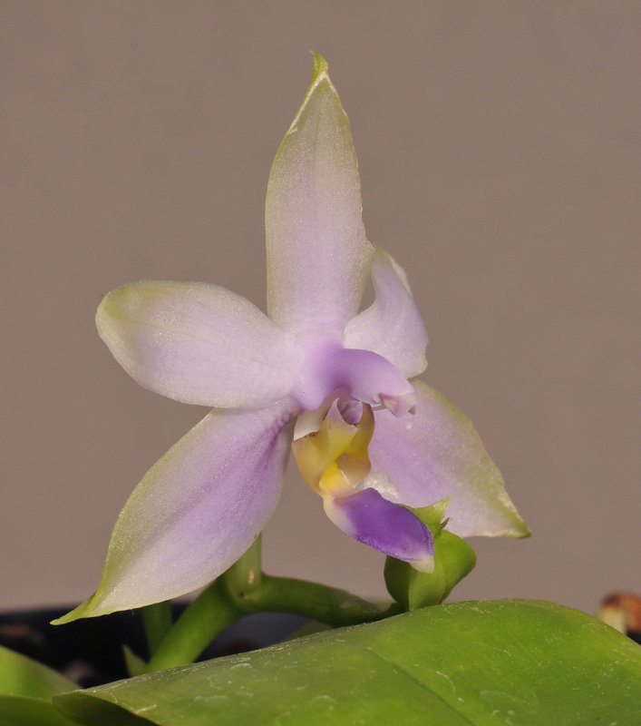 Phalaenopsis violacea . Blue form.