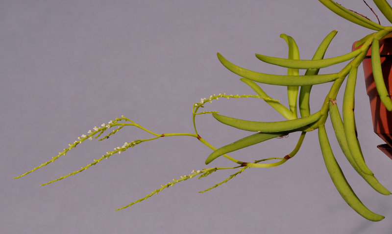 Schoenorchis minutiflora 