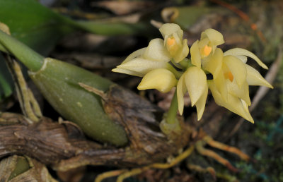 Bulbophyllum capitatum.