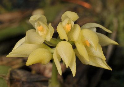 Bulbophyllum capitatum. Close-up.