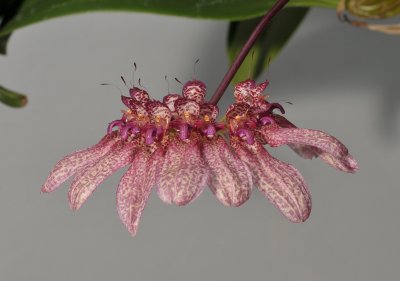 Bulbophyllum longiflorum (B. eberhardtii).