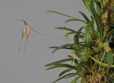 Bulbophyllum triaristella. (B. intersitum).