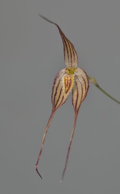 Bulbophyllum triaristella. (B. intersitum). Closer.
