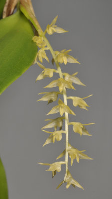 Bulbophyllum tectipes. Closer.