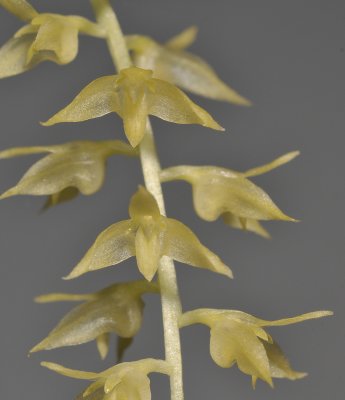 Bulbophyllum tectipes. Close-up.