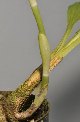 Calanthe angustifolia. Detail.