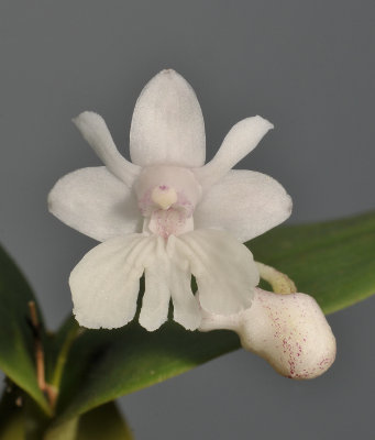 Dendrobium aberrans. Close-up.