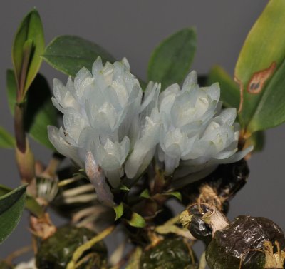 Dendrobium leucocyanum.