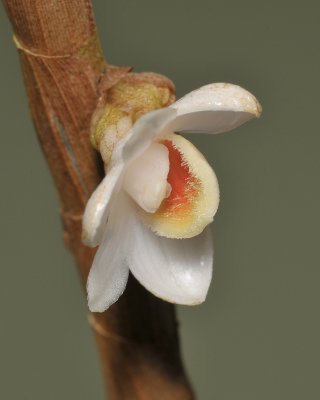 Dendrobium sect. Gastridium.