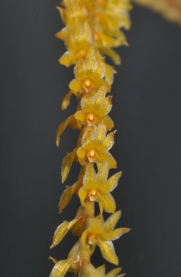 Dendrochilum smithianum. Close-up.