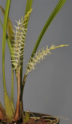 Dendrochilum yuccifolium.