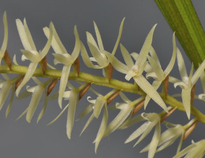 Dendrochilum yuccifolium. Closer.