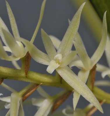 Dendrochilum yuccifolium. Close-up.
