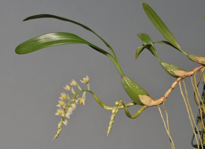 Pholidota cantonesis.