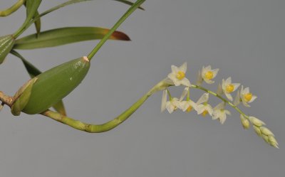 Pholidota cantonesis. Closer.