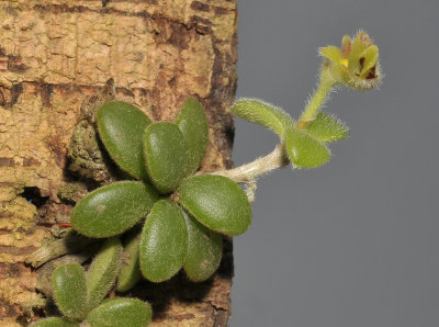 Trichotosia dasyphylla.