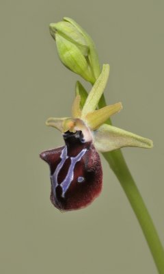 Ophrys sphegodes subsp. mammosa.