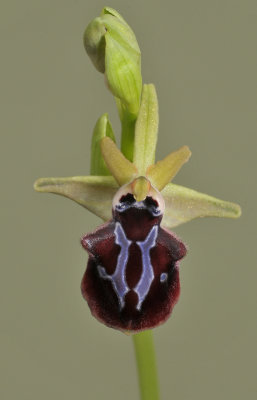 Ophrys sphegodes subsp. mammosa. Close-up.
