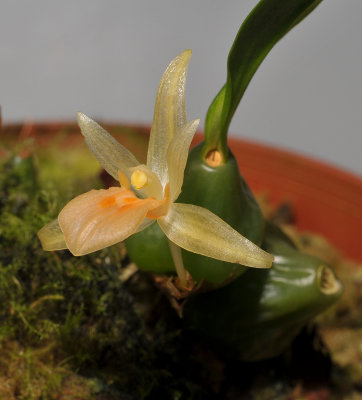 Panisea uniflora.