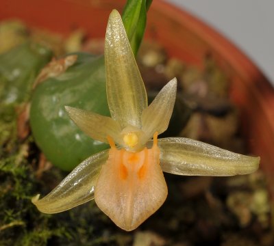 Panisea uniflora. Close-up.