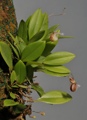 Pleurothallis cypripedioides.