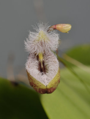 Pleurothallis cypripedioides. Close-up front.