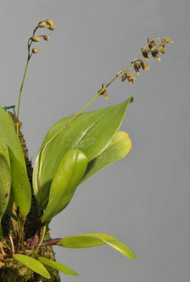 Pleurothallis lehmanneptis.