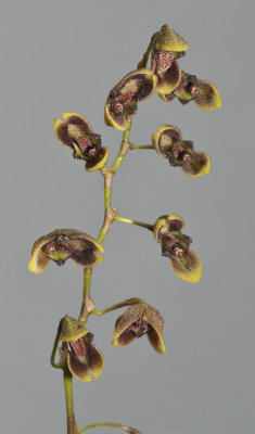 Pleurothallis lehmaneptis. Closer.