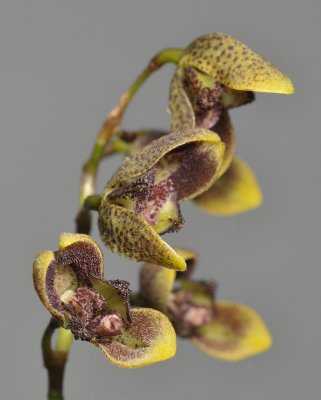 Pleurothallis lehmaneptis. Close-up.