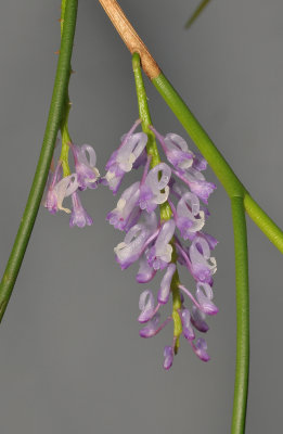 Schoenorchis juncifolia. Closer.