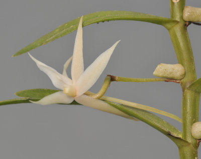 Angraecum erectum. Closer.