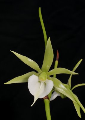 Angraecum eburneum var. xerophilum.