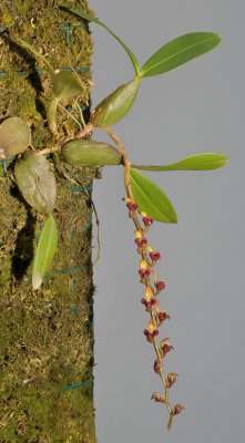 Bulbophyllum falcatum var. velutinum. (B. simonii).