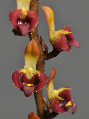 Bulbophyllum falcatum var. velutinum. (B. simonii). Close-up.