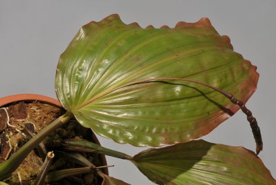 Coelogyne monilirachis. Leaf.