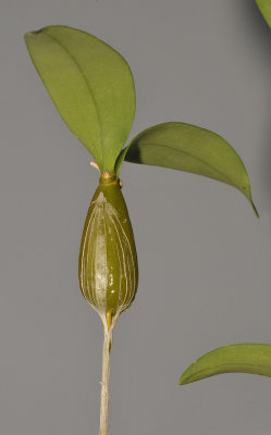 Dendrobium rhodostictum. Detail.
