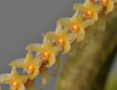 Dendrochilum pulcherrimum. Close-up.