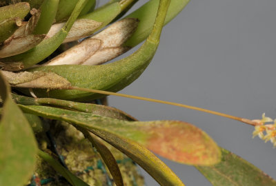 Dendrochilum pulcherrimum. Detail.