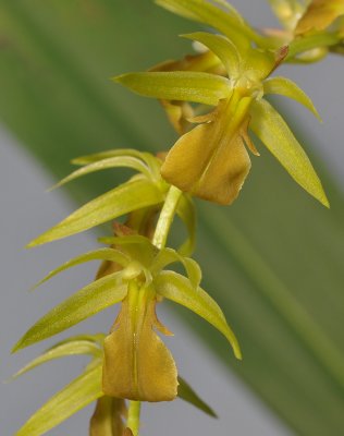 Dendrochilum sp. Close-up.